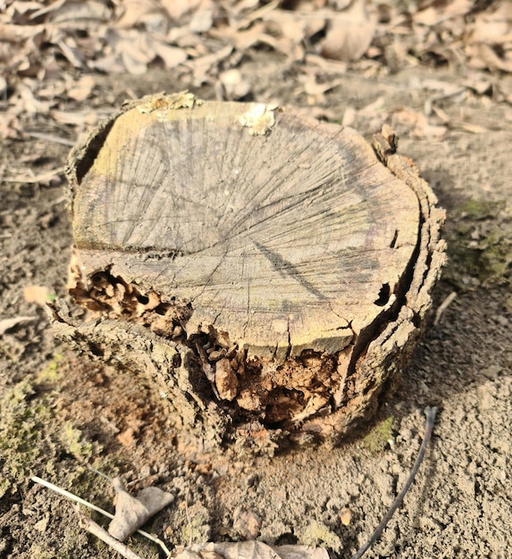 Tree stump