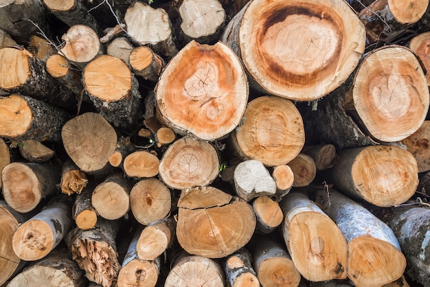 Tree stumps. Firewood stacked and prepared for winter.