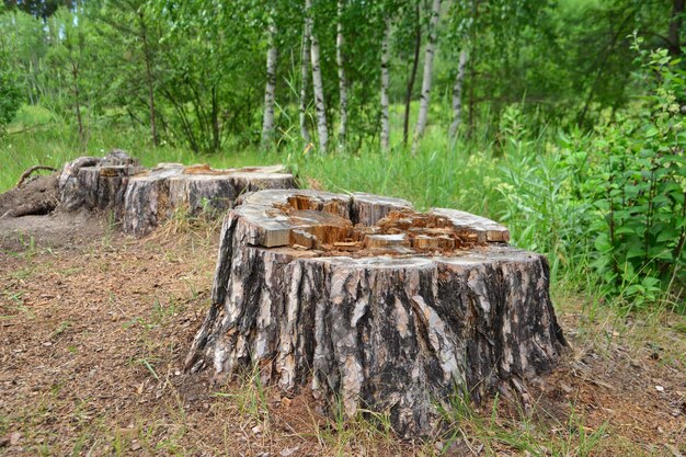 Photo tree stumps in the forest on the forest and birch trees background