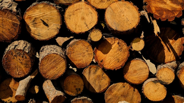 Tree stumps in the forest