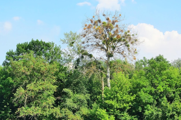 A tree in a summer forest with mistletoe A dead tree among green trees A sick withered tree attacked by mistletoe viscum They are woody obligate hemiparasitic shrubs