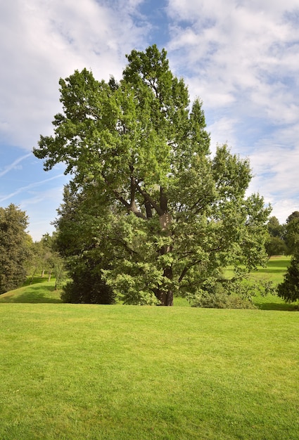 A tree in a summer Park. Green lawn under a blue sky