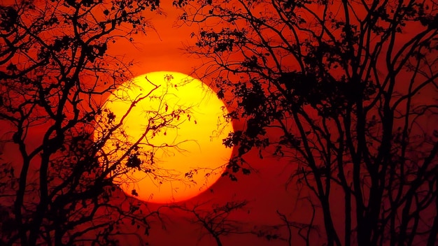 Tree at sunset in rural nature backgrounds