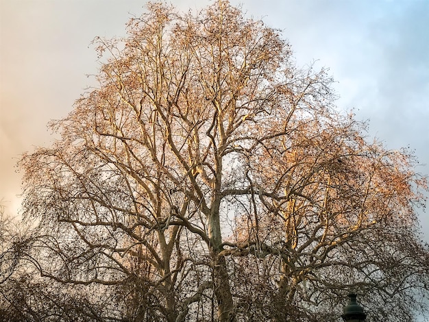 Tree at sunset in winter Nature Background