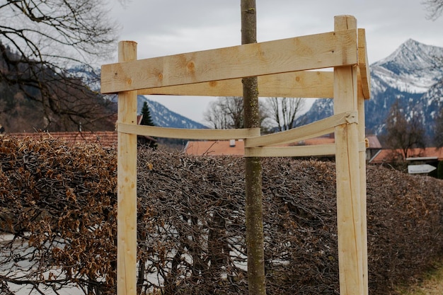 Tree Supportsyoung trees being supported by wooden stakes for support