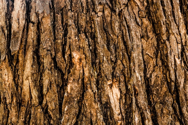 Tree Surface Wooden Background