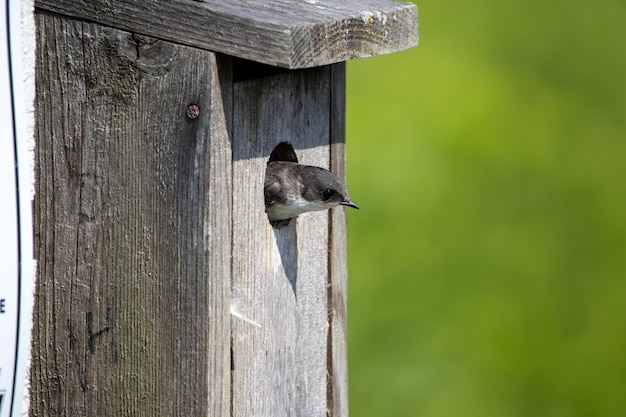 Tree swallow peaking out of a nesting box