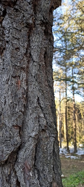 Tree texture background natural photo