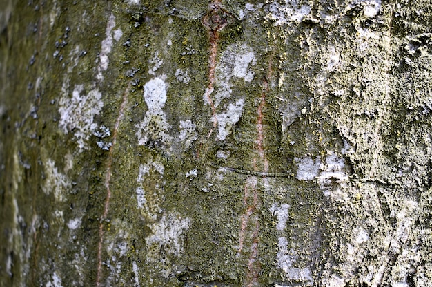 Tree Texture