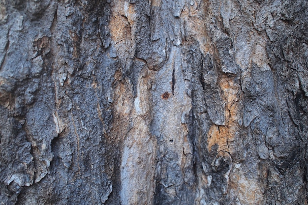 Tree texture.