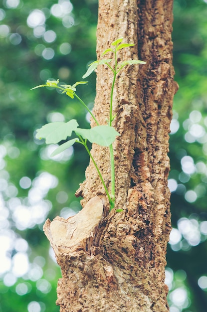 A tree that grows from a dead tree