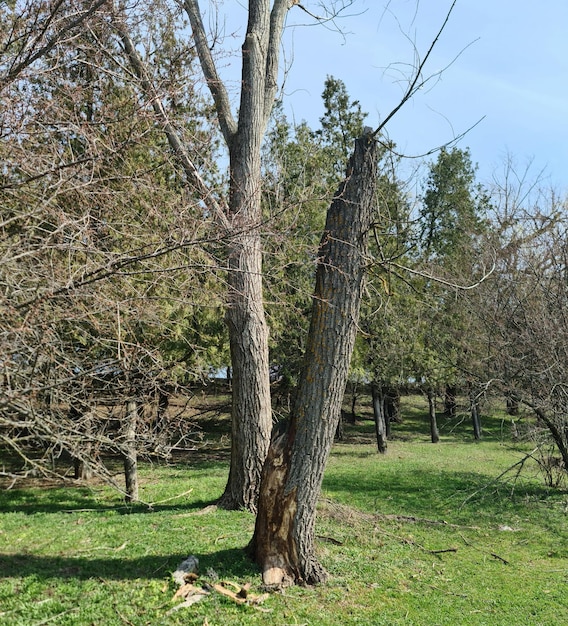 A tree that has been cut down in the grass