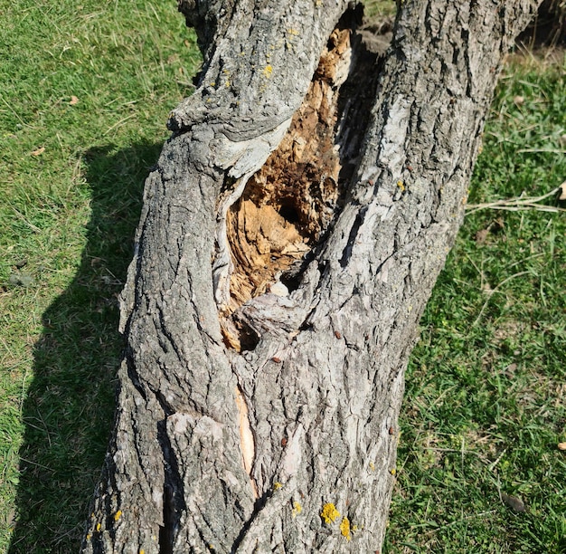 A tree that has a hole in it that has a hole in it.