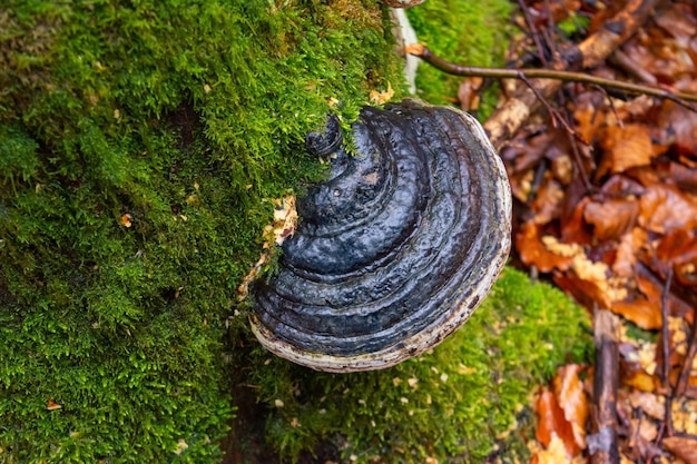 Tree tinder fungus Chaga growing on a birch trunk among moss in the forest Photograph closeup