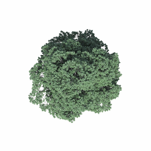 tree top view, isolated on white background, 3D illustration, cg render