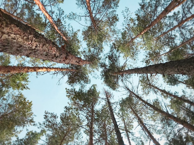 Tree tops against the sky