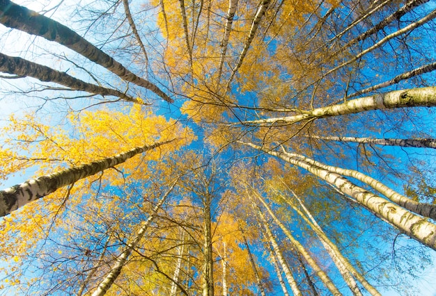 tree tops and blue sky