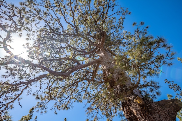 A tree on the trek through the forest of Mount Teide on the Island of Tenerife