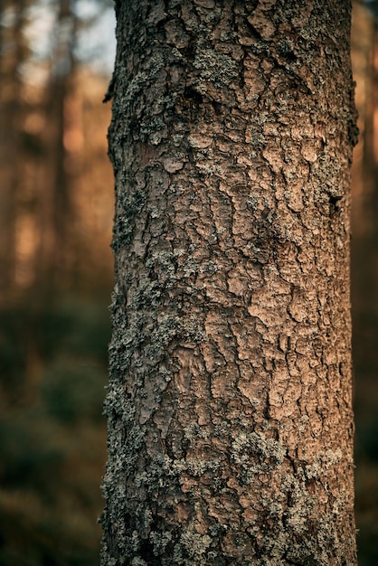 Tree trunk bark close up in the forest natural background