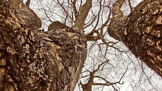 Tree trunk close up view with dead branches and leaves due to chemicals and deforestation man made techniques which are increasing global warming and pollution