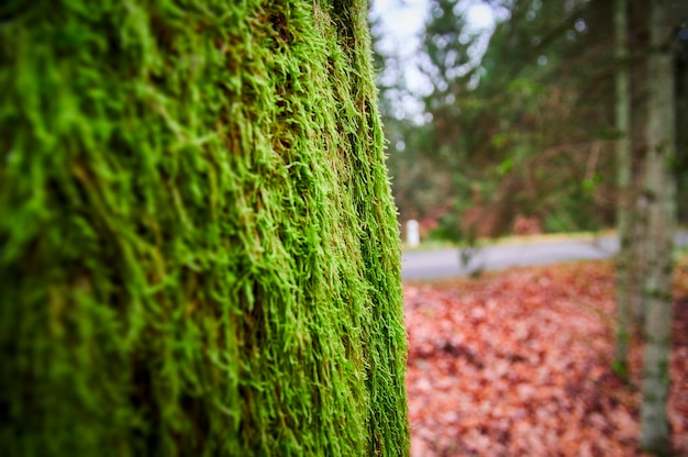 Tree trunk covered with green moss Thick moss on an old tree