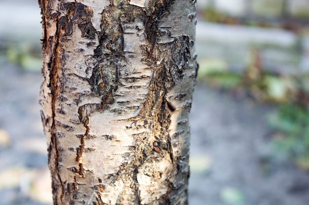 Tree trunk, felled trees