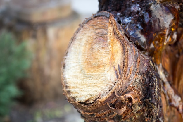 Tree trunk, felled trees