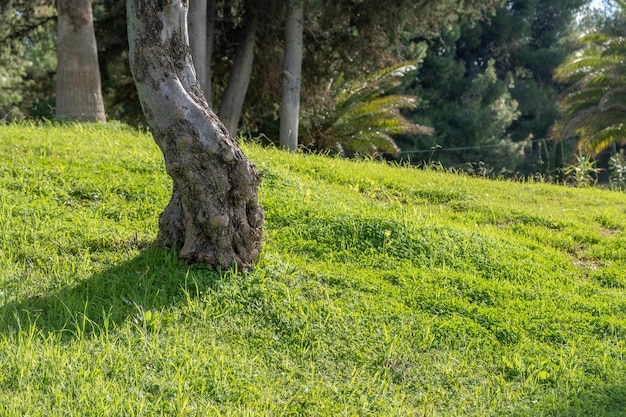 Tree trunk forest lush foliage on green grass background Winter sunny day Greek landscape