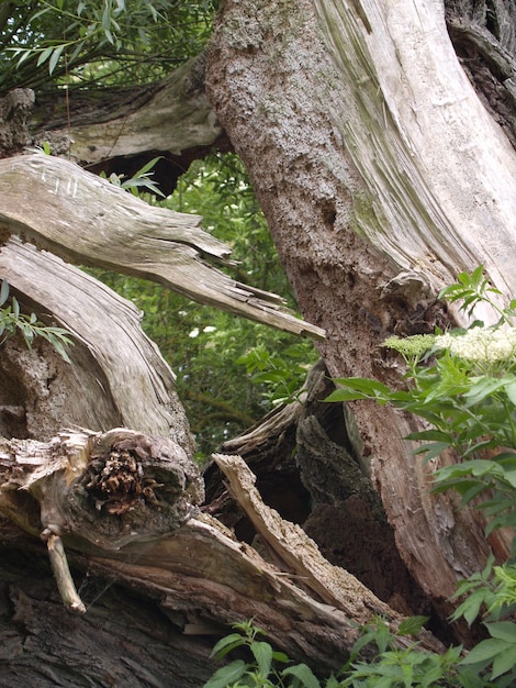 Tree trunk in forest