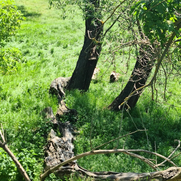 A tree trunk is in the grass and the grass is overgrown.