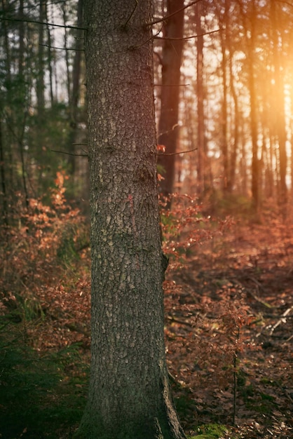 Tree trunk isolated from background bark of tree