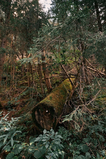 Tree trunk in the mountain woods Closeup of the evergreen pile tree bark