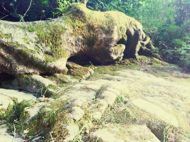 Tree trunk on rock