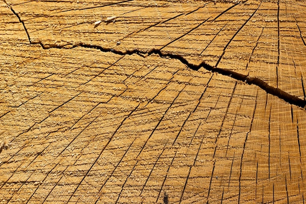 Tree trunk texture Background closeup of cracked wood cut