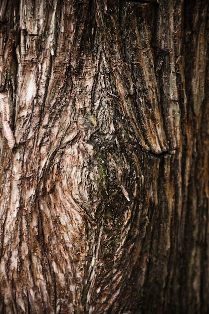 Photo tree trunk texture close up