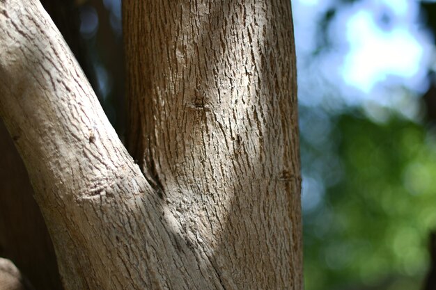 A tree trunk with a green background and the word tree on it.