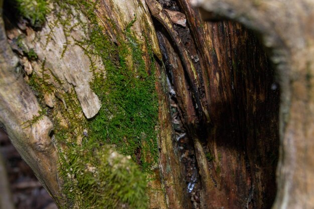 A tree trunk with green moss on it High quality photo