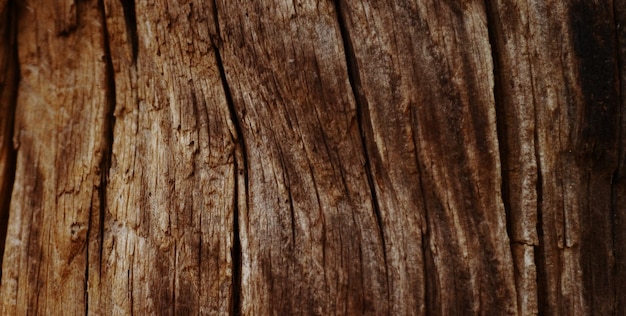 A tree trunk with a knot on it