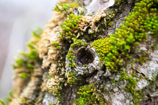 A tree trunk with moss on it and a sky background High quality photo