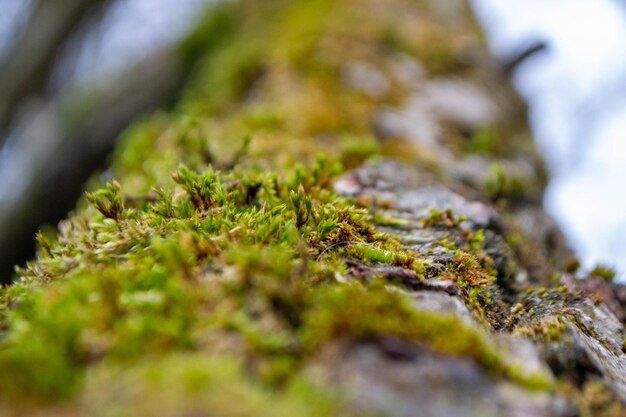 A tree trunk with moss on it and a sky background