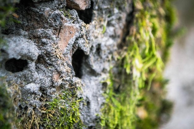 A tree trunk with moss on it and a sky background