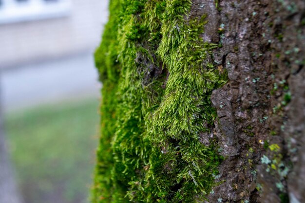 A tree trunk with moss on it and a sky background