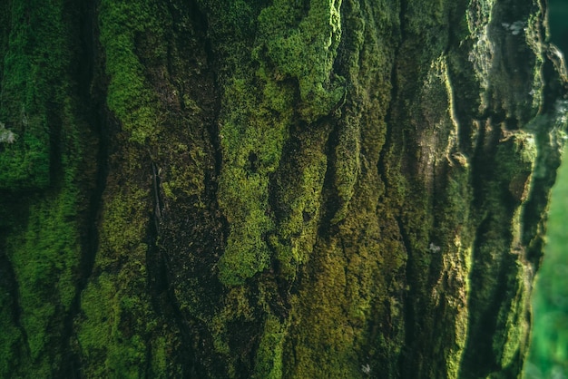 A tree trunk with moss on it