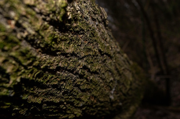 A tree trunk with moss on it