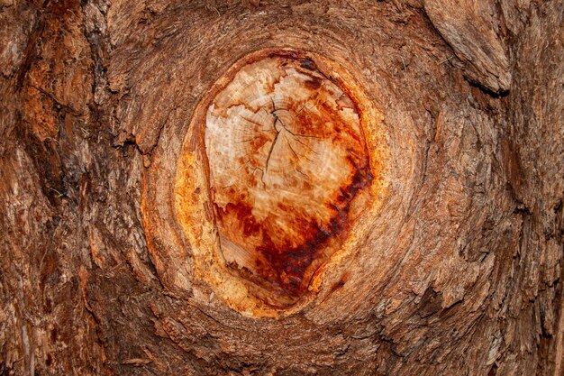 A tree trunk with rusted and rusted rusted bark.