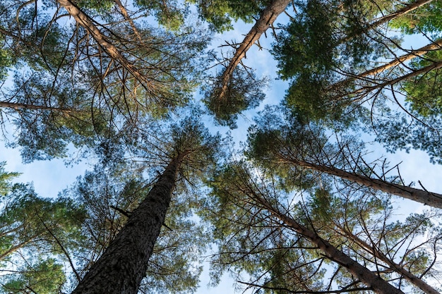 Tree trunks go up into the sky in the forest the tranquility