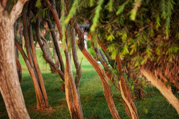 Tree trunks in sunny weather