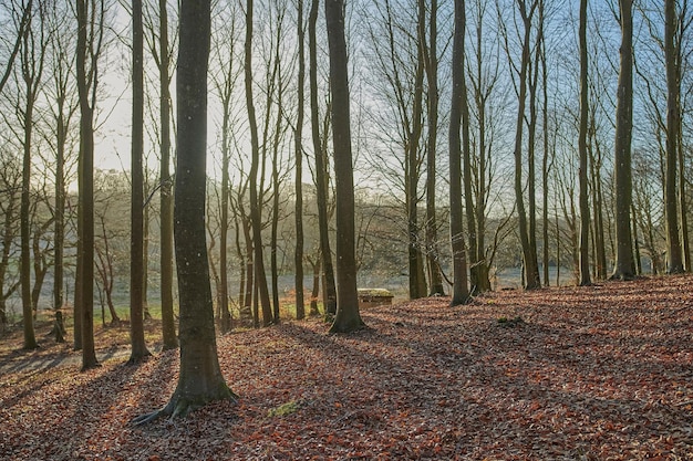 Tree trunks with fallen autumn leaves outdoors in a forest or woodland Landscape of nature with dry leafless trees as an affect of climate change View of empty land with arid plants and flora