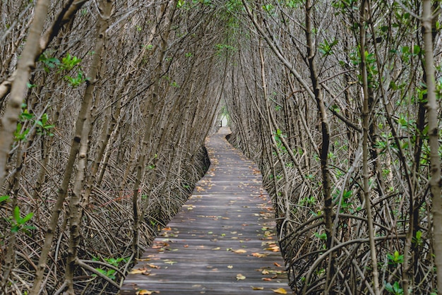 Tree tunnel, Wooden Bridge In Mangrove Forest