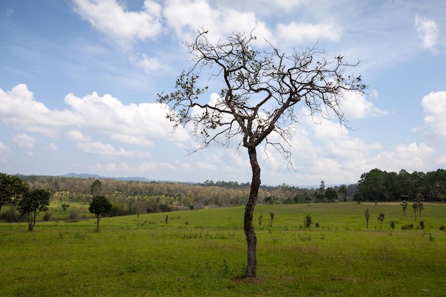 Tree twigs with bare trunks and branches